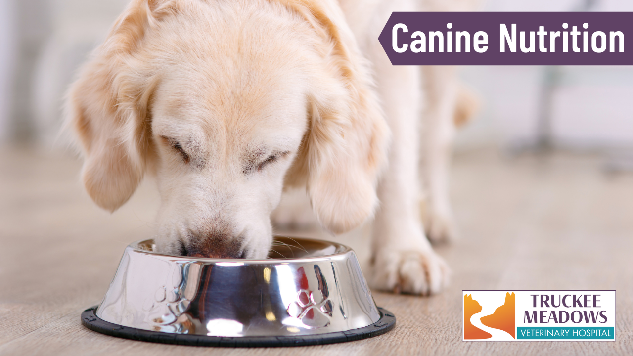 Canine Nutrition Tips Truckee Meadows Veterinary Hospital