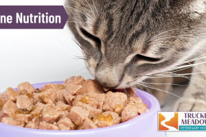 Feline Nutrition Tips