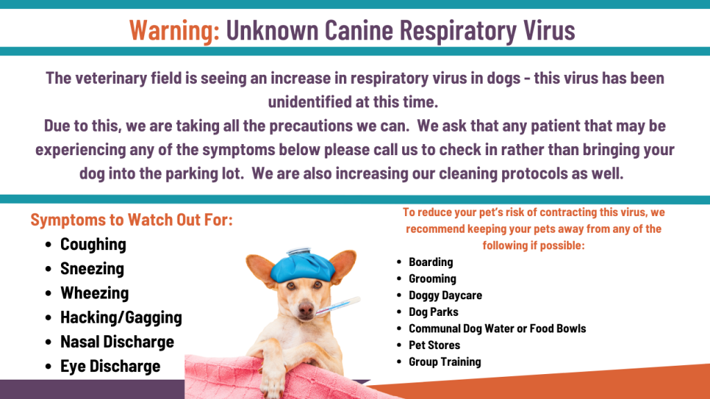 A mysterious respiratory illness is spreading among dogs and baffling